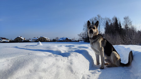Dog German Shepherd on a big field in winter day and white snow arround. Waiting eastern European...