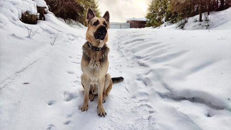 Dog German Shepherd in winter day and white snow arround. Waiting eastern European dog veo in cold weatherの写真素材