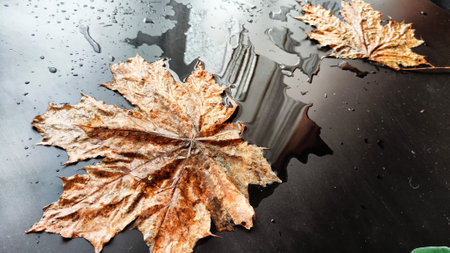 Yellow dry maple leaf in water or a puddle with drops and reflection on a black background. The concept of sad autumn day and the withering of nature. Abstract background and texture. Partial focusの写真素材