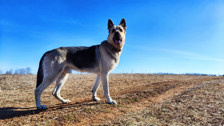 Big Dog German Shepherd in field with dry grass in sunny autumn or spring day. Russian eastern European dog veo on natureの写真素材