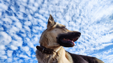 Dog German Shepherd and blue sky with white clouds on a background in sunny day. Russian eastern...