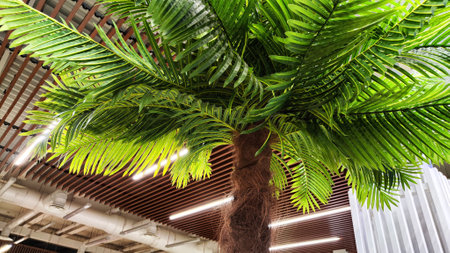 Green leaf palm in stylish room interior. background houseplant leaves. Leave growing rainforest zone in interiors. Concept of dreaming of home spaceの写真素材