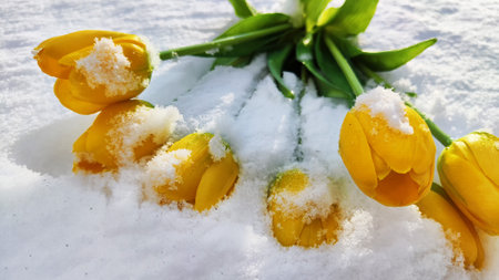Bouquet of beautiful yellow tulips on snow on cold sunny day. Concept of alternative. winter and flowers. International Women's Day March 8, Mother's Day, Valentine's Day. Card, background, copy spaceの写真素材