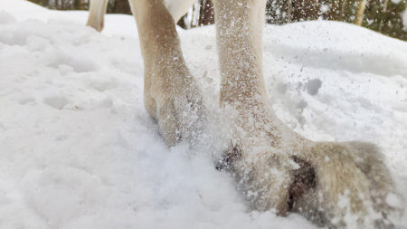 Large paws with claws of Dog German Shepherd in winter day and white snow arround. Big waiting eastern European dog veo and white snowの写真素材