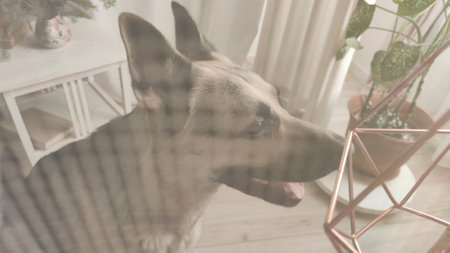Dog German Shepherd inside of room. Russian eastern European dog veo indoors