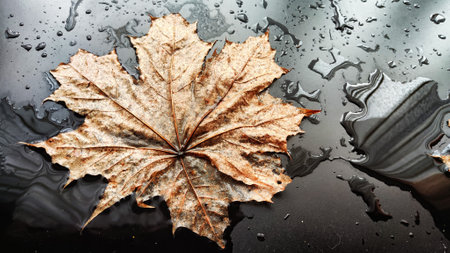 Yellow dry maple leaf in water or a puddle with drops and reflection on a black background. The concept of sad autumn day and the withering of nature. Abstract background and texture. Partial focusの写真素材