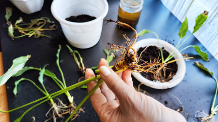 Spring Houseplant Care, repotting houseplants. Waking Up Indoor Plants for Spring. Woman is...