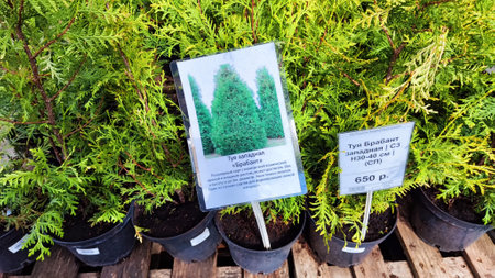 Kirov, Russia - April 23, 2023: Garden centre, plant nursery. Shopping center for the sale of flowers for garden in early spring or summer dayのeditorial素材