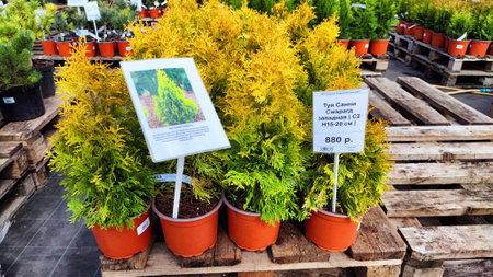 Kirov, Russia - April 23, 2023: Garden centre, plant nursery. Shopping center for the sale of flowers for garden in early spring or summer dayのeditorial素材