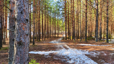 View of forest lake through the slender trunks of pine trees on a sunny spring day. The ice where...
