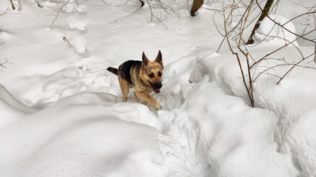 Dog German Shepherd in winter day and white snow arround. Waiting eastern European dog veo in cold weatherの写真素材