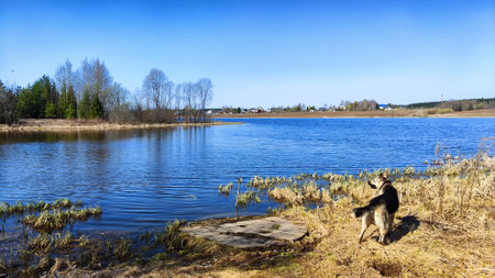 Landscape and nature with calm water of big lake, trees on the shore and blue sky on autumn or spring sunny day. Sun and good weather over the water of river or backwater in early spring or autumnの写真素材