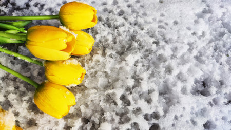 Bouquet of beautiful yellow tulips on snow on cold sunny day. Concept of alternative. winter and flowers. International Women's Day March 8, Mother's Day, Valentine's Day. Card, background, copy spaceの写真素材