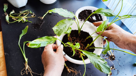 Spring Houseplant Care, repotting houseplants. Waking Up Indoor Plants for Spring. Woman is...