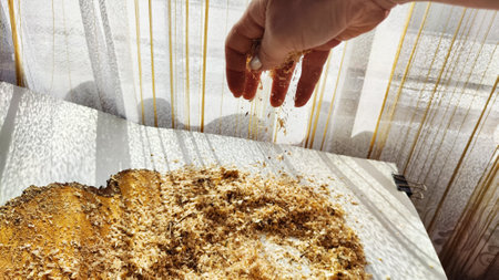 Texture of surface of cross section of freshly sawn old thick spruce tree with growth rings. Background with Wood powder, fine sawdust and hand of woman. close-up. surface from above. copy spaceの写真素材