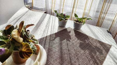 Potted Saintpaulia violet flowers. Planting potted flowers in rays of sunlight. Home flower and care...