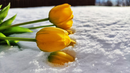 Bouquet of beautiful yellow tulips on snow on cold sunny day. Concept of alternative. winter and flowers. International Women's Day March 8, Mother's Day, Valentine's Day. Card, background, copy spaceの写真素材