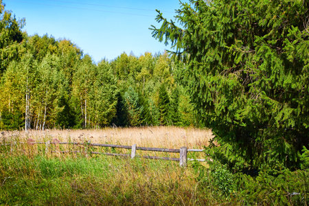 Landscape with an old wooden fence in a rural setting, yellow and green grass, and trees in the background. Plants in autumn, summer, and springの写真素材