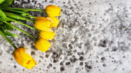 Bouquet of beautiful yellow tulips on snow on cold sunny day. Concept of alternative. winter and flowers. International Women's Day March 8, Mother's Day, Valentine's Day. Card, background, copy spaceの写真素材