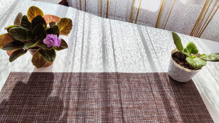 Potted Saintpaulia violet flowers. Planting potted flowers in rays of sunlight. Home flower and care for it. Plants and creating comfort in houseの写真素材