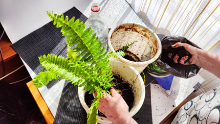 Transplanting a houseplant fern and female hands. A housewife gardener is transplanting a plant into new potの写真素材