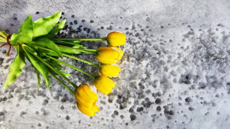 Bouquet of beautiful yellow tulips on snow on cold sunny day. Concept of alternative. winter and flowers. International Women's Day March 8, Mother's Day, Valentine's Day. Card, background, copy spaceの写真素材