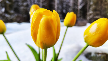 Bouquet of beautiful yellow tulips on snow on cold sunny day. Concept of alternative. winter and flowers. International Women's Day March 8, Mother's Day, Valentine's Day. Card, background, copy spaceの写真素材
