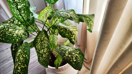 Dieffenbachia plant in a pot on a stool by the window. Retro interior in light colors. Background with plant with green leaves and fabricの写真素材