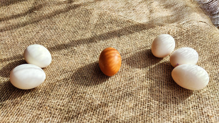Many white eggs and one brown egg on rag jute cloth. Concept of individuality, exclusivity. Bullying, group and confrontation. Leadership and confidence. Agricultural production of eggs, incubatorの写真素材