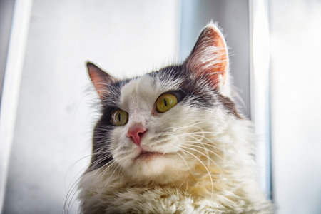 A black and white cat lies on the windowsill in cardboard box and the light from the windowの写真素材