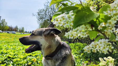 Dog German Shepherd on nature landscape with green grass. Russian eastern European dog, veo walking outdoorsの写真素材