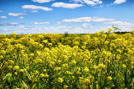 A large green field with yellow flowers in the foreground, silver car in the tall grass and a blue sky with white clouds in the background on a spring or summer dayの写真素材