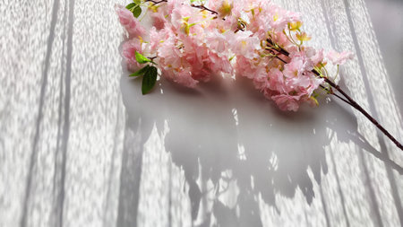 A branch with pink cherry blossom flowers on a white background. Texture, frame, copy space, backgroundの写真素材