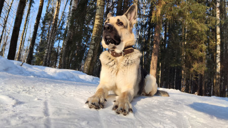 Dog German Shepherd in winter day and white snow arround. Waiting eastern European dog veo and white...