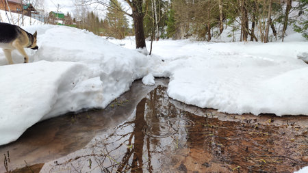 Melting snow and ice river stream in snow covered winter or spring forest landscape in day, morning or eveningの写真素材