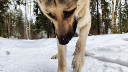 Dog German Shepherd on white snow in winter day. Eastern European dog veo searches, digs, catches,...