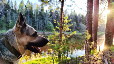 Dog German Shepherd in forest near water of river or like in autumn, spring, summer day. Russian eastern European dog, veo in nature landscapeの写真素材