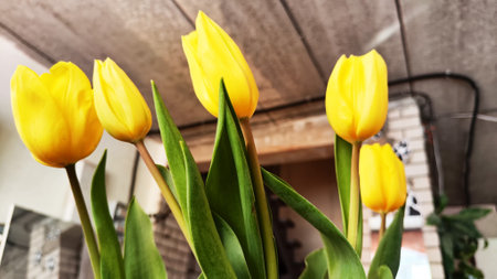 Bright yellow tulips on gray concrete background. Top view and copy space. Women's Day on March 8,...