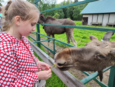 Sumarokovo, Russia - June 03, 2023: Moose at the special moose farm in Kostroma region in forest in Russia. Yound elk in zoo with visitors and touristsのeditorial素材