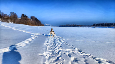 View of winter landscape with snowy fields, path or road and blue sky in sunny cold day. Freezing lake or river under snow and iceの写真素材