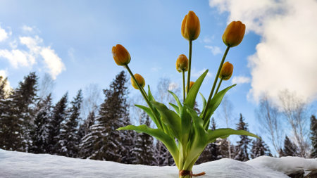 Bouquet of beautiful yellow tulips on snow on cold sunny day. Concept of alternative. winter and flowers. International Women's Day March 8, Mother's Day, Valentine's Day. Card, background, copy spaceの写真素材