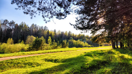 Landscape with pine trees in the forest in the evening under the setting summer sun in sunset on spring, summer or autumn time. concept of nature travelの写真素材