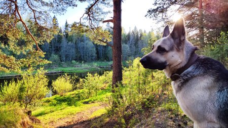 Dog German Shepherd in forest near water of river or like in autumn, spring, summer day. Russian...