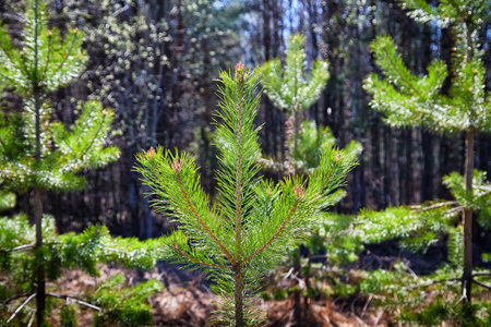 Spruce or pine in the forest on a summer, spring or autumn sunny day. Fir branch with needles. background, locationの写真素材