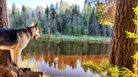 Dog German Shepherd in forest near water of river or like in autumn, spring, summer day. Russian eastern European dog, veo in nature landscapeの写真素材
