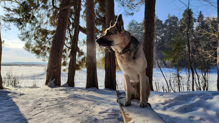 Dog German Shepherd in winter day and white snow arround. Waiting eastern European dog veo in cold...