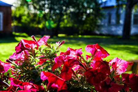 Translation: Red flowers in the flowerbed during summer or spring on sunny day. beautiful landscape...