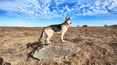 Dog German Shepherd on big stone in field with dry yellow grass, blue sky with white clouds on background in sunny autumn or spring day. Russian eastern European dog veoの写真素材