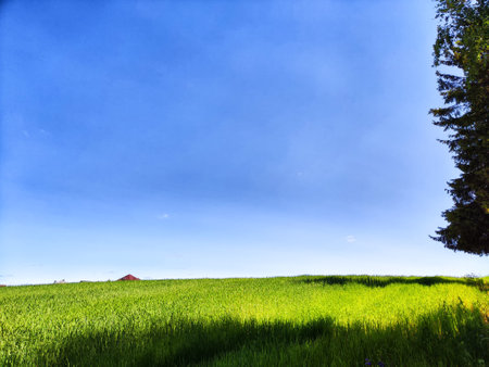 Natural landscape with green grass, a branch with leaves in the foreground and a blue sky on a sunny summer or spring day. Beautiful scenery with endless expansionの写真素材
