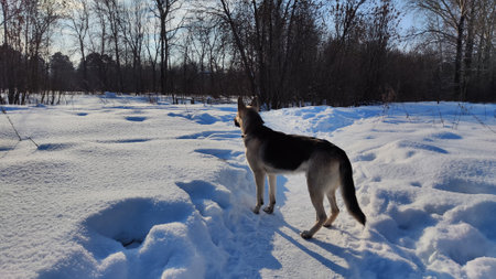Dog German Shepherd in winter day and white snow arround. Waiting eastern European dog veo in cold...
